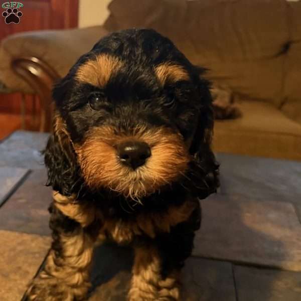 Pepe, Cavapoo Puppy