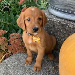 North, Golden Irish Puppy