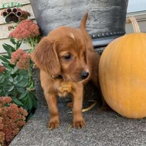 North, Golden Irish Puppy