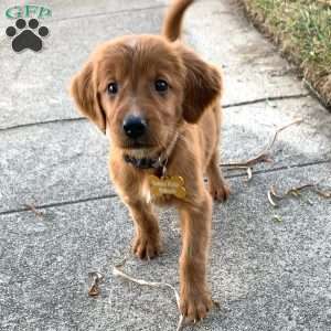 North, Golden Irish Puppy