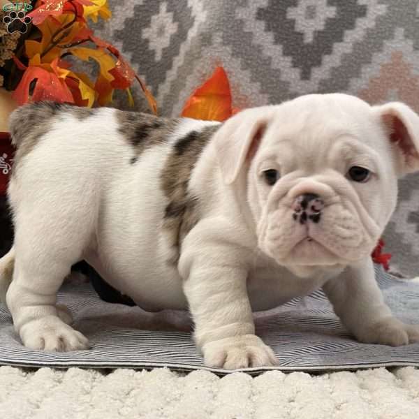 Nadia, Miniature Bulldog Puppy