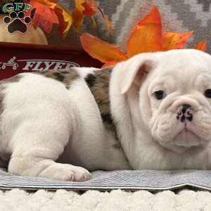 Nadia, Miniature Bulldog Puppy