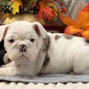 Nadia, Miniature Bulldog Puppy
