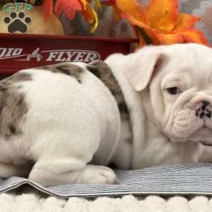 Nadia, Miniature Bulldog Puppy