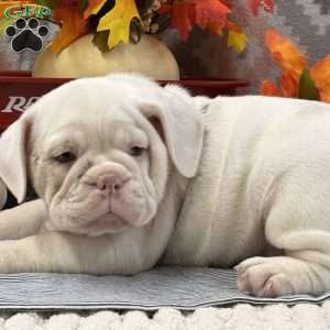 Natalie, Miniature Bulldog Puppy