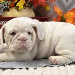 Natalie, Miniature Bulldog Puppy
