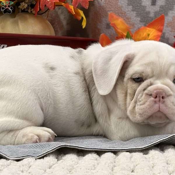 Natalie, Miniature Bulldog Puppy