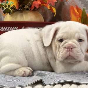 Natalie, Miniature Bulldog Puppy