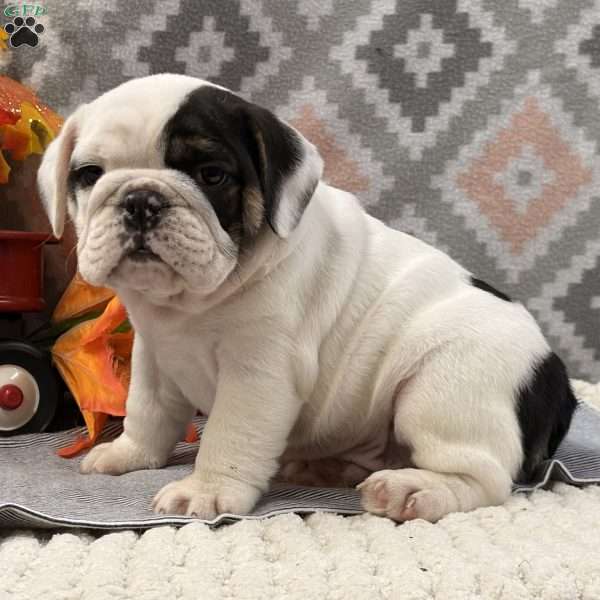 Nissian, Miniature Bulldog Puppy