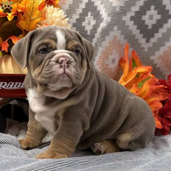 Nicholas, English Bulldog Puppy