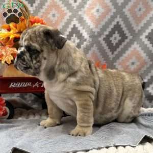 Banjo, English Bulldog Puppy