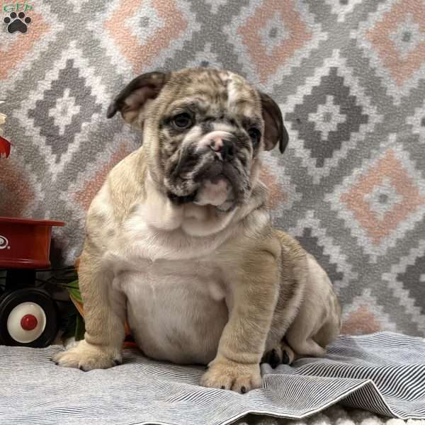 Banjo, English Bulldog Puppy