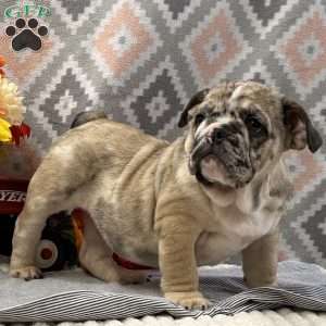 Banjo, English Bulldog Puppy
