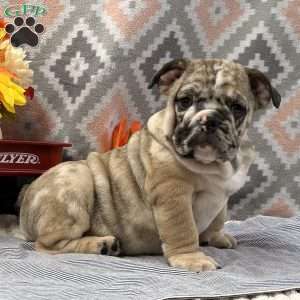 Banjo, English Bulldog Puppy