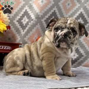 Banjo, English Bulldog Puppy