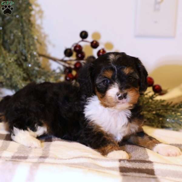 Lilly, Cavapoo Puppy