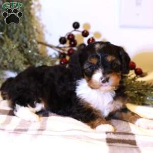 Lilly, Cavapoo Puppy