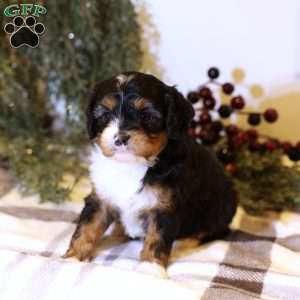 Lilly, Cavapoo Puppy