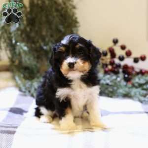 Lori, Cavapoo Puppy