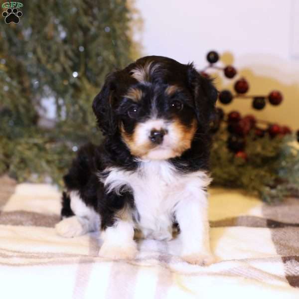 Lori, Cavapoo Puppy
