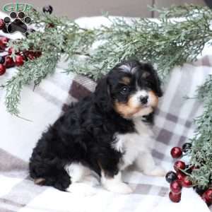 Lori, Cavapoo Puppy