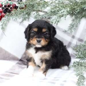 Livvy, Cavapoo Puppy