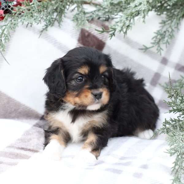 Livvy, Cavapoo Puppy