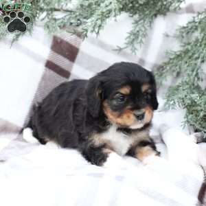 Livvy, Cavapoo Puppy