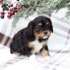 Livvy, Cavapoo Puppy