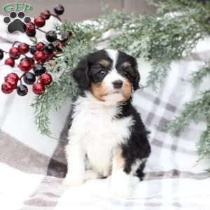 Laci, Cavapoo Puppy