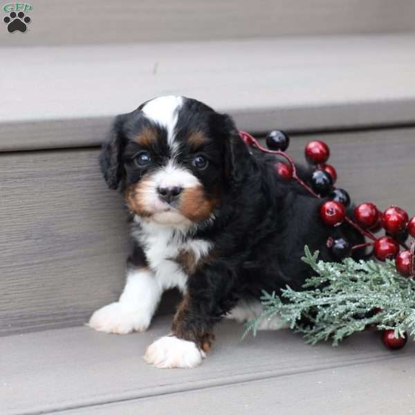 Layne, Cavapoo Puppy