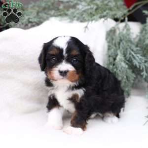 Layne, Cavapoo Puppy