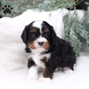 Layne, Cavapoo Puppy