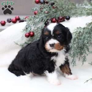 Layne, Cavapoo Puppy