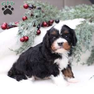 Layne, Cavapoo Puppy