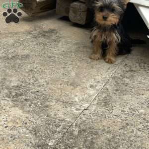 Leonardo, Yorkie Puppy