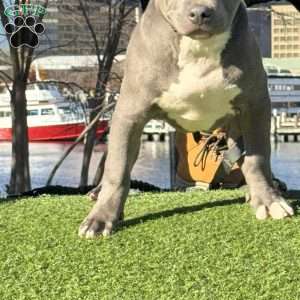 Linus, American Bully Puppy