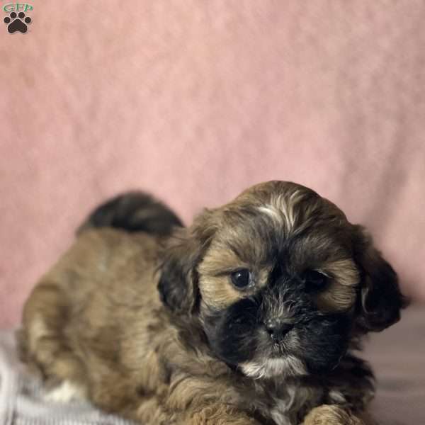 Beatrice, Shih-Poo Puppy