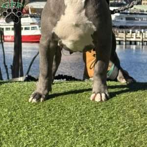 Linus, American Bully Puppy