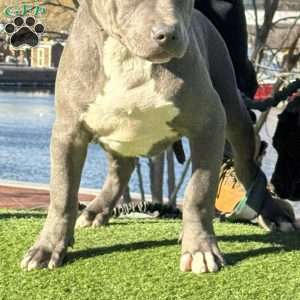 Linus, American Bully Puppy