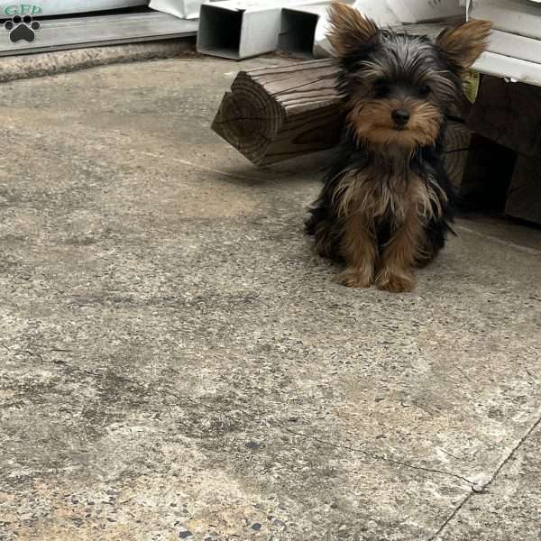 Leonardo, Yorkie Puppy