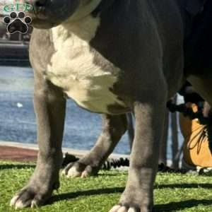 Linus, American Bully Puppy