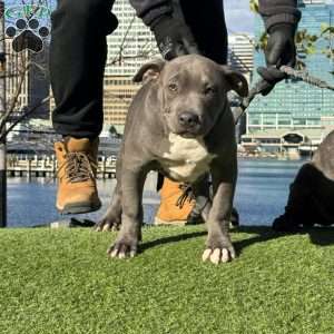 Linus, American Bully Puppy