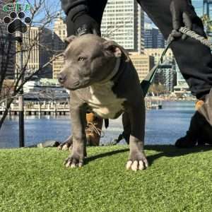 Linus, American Bully Puppy
