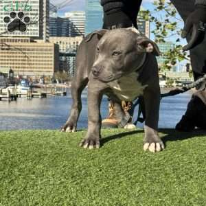 Linus, American Bully Puppy