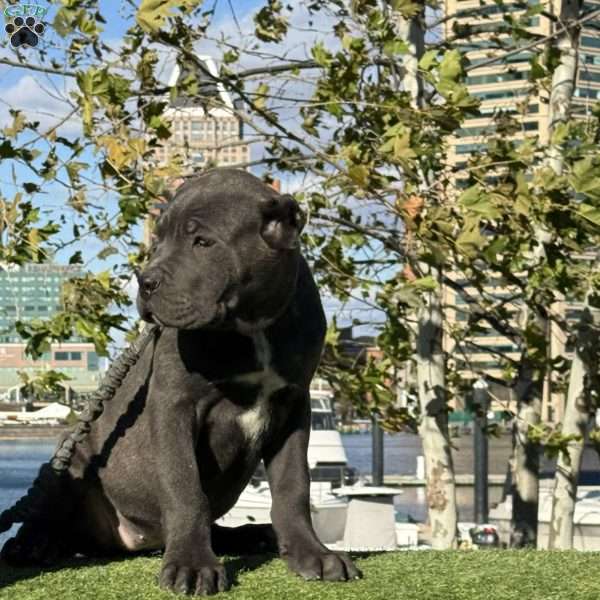 Sybil, Cane Corso Puppy
