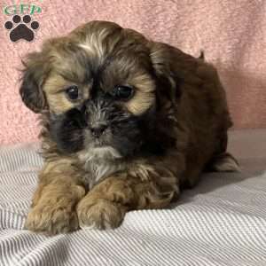 Beatrice, Shih-Poo Puppy