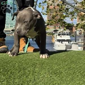 Linus, American Bully Puppy