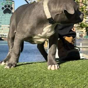 Linus, American Bully Puppy