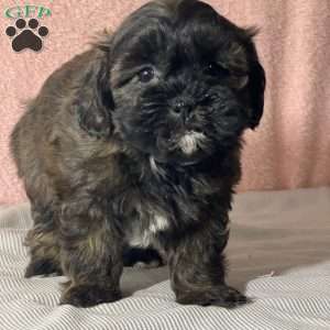 Brianna, Shih-Poo Puppy